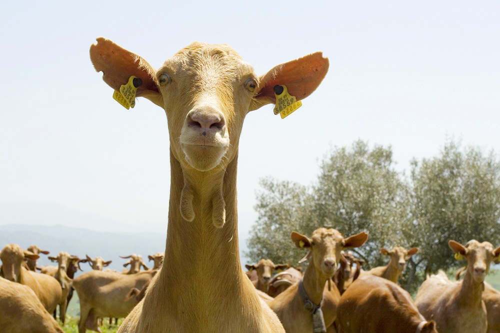 Friendly goat of the region